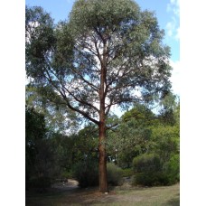 Eucalyptus Narrow Leaved Peppermint Gum x 1 Plants Essential Oils Trees Hardy Native Plants Cream White Flowering radiata